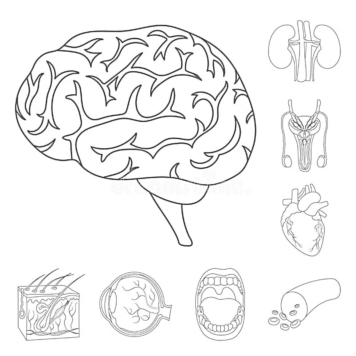 На раскраске изображено: Внутренние органы, Мозг, Почки, Мочевой пузырь, Кожа, Рот, Кровь, Анатомия, Тело человека