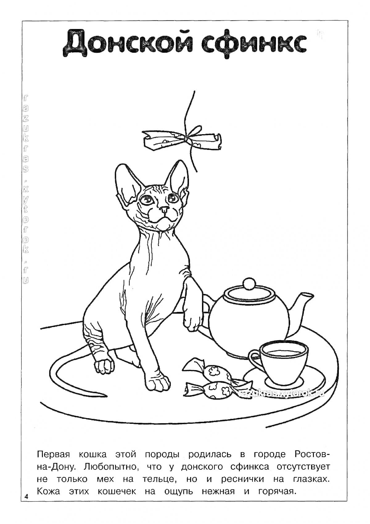 Раскраска Донской сфинкс, кошка, чайник, чашка, блюдце, кролики-игрушки, стрекоза