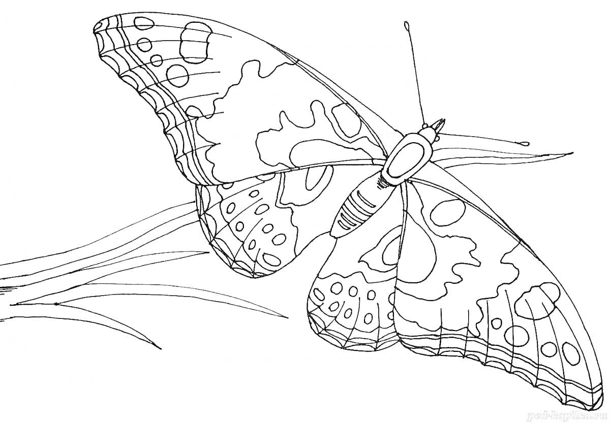 Раскраска Бабочка мотра на ветке со сложными узорами на крыльях