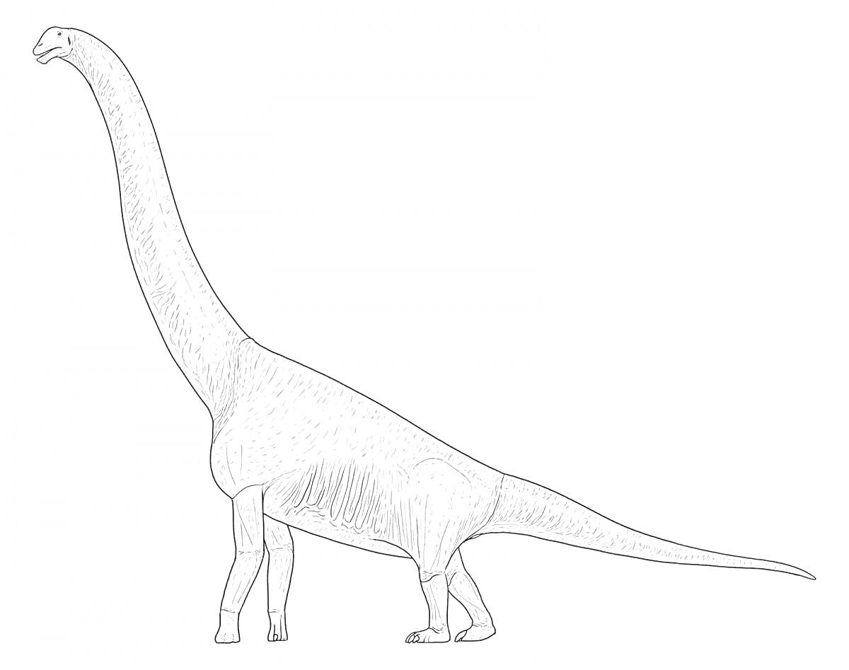 На раскраске изображено: Динозавр, Длинная шея, Хвост, Животные, Контурные рисунки, Древние животные