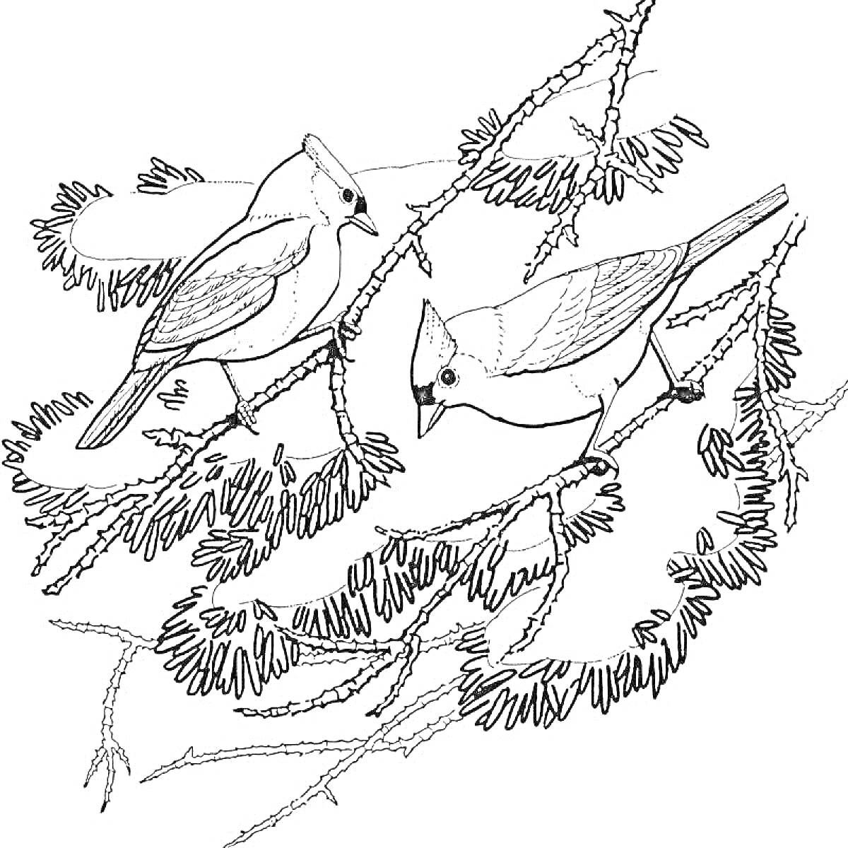 Раскраска Два зимующих птенца на ветвях елки