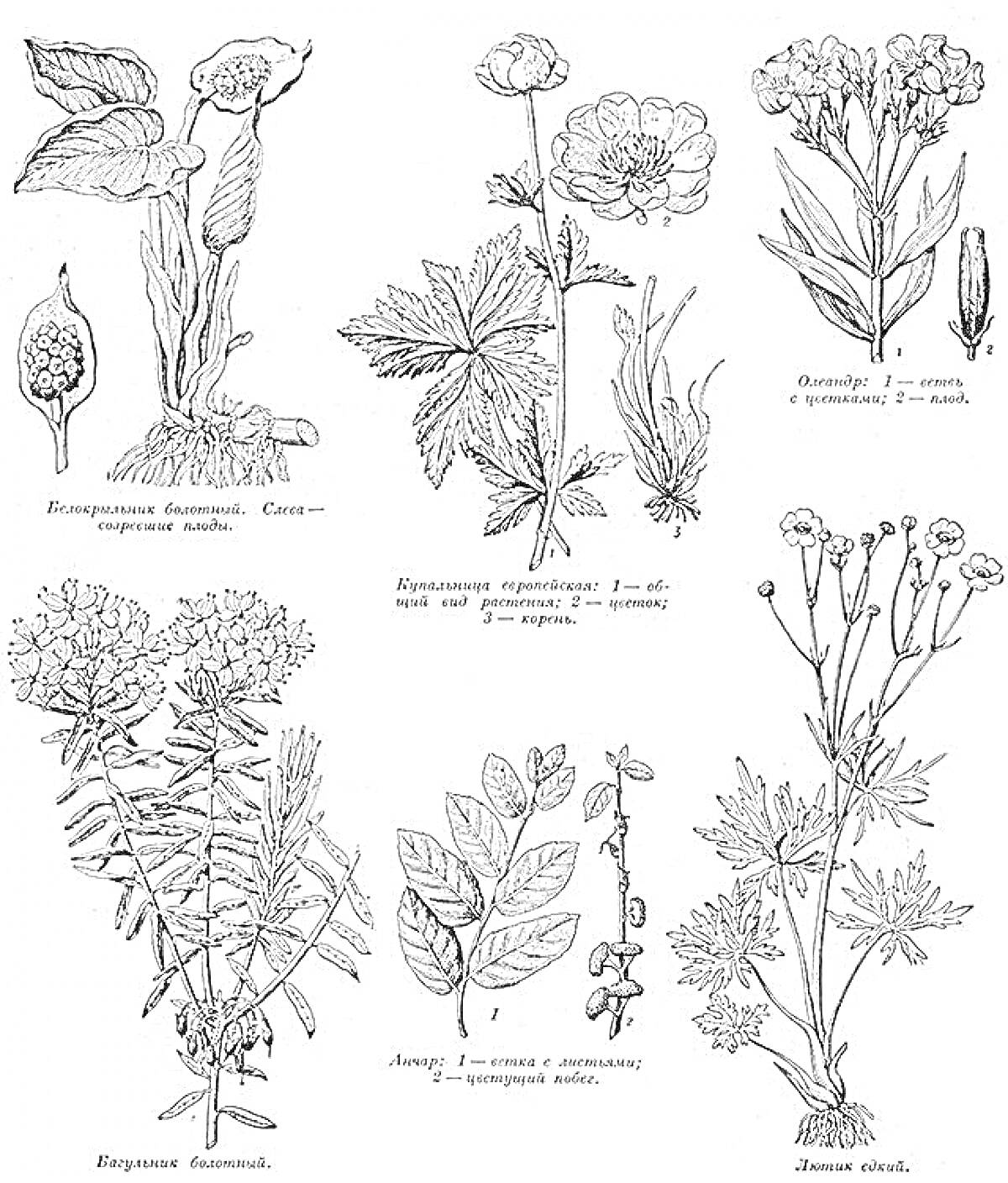 На раскраске изображено: Лекарственные растения, Ботаника, Природа, Для детей
