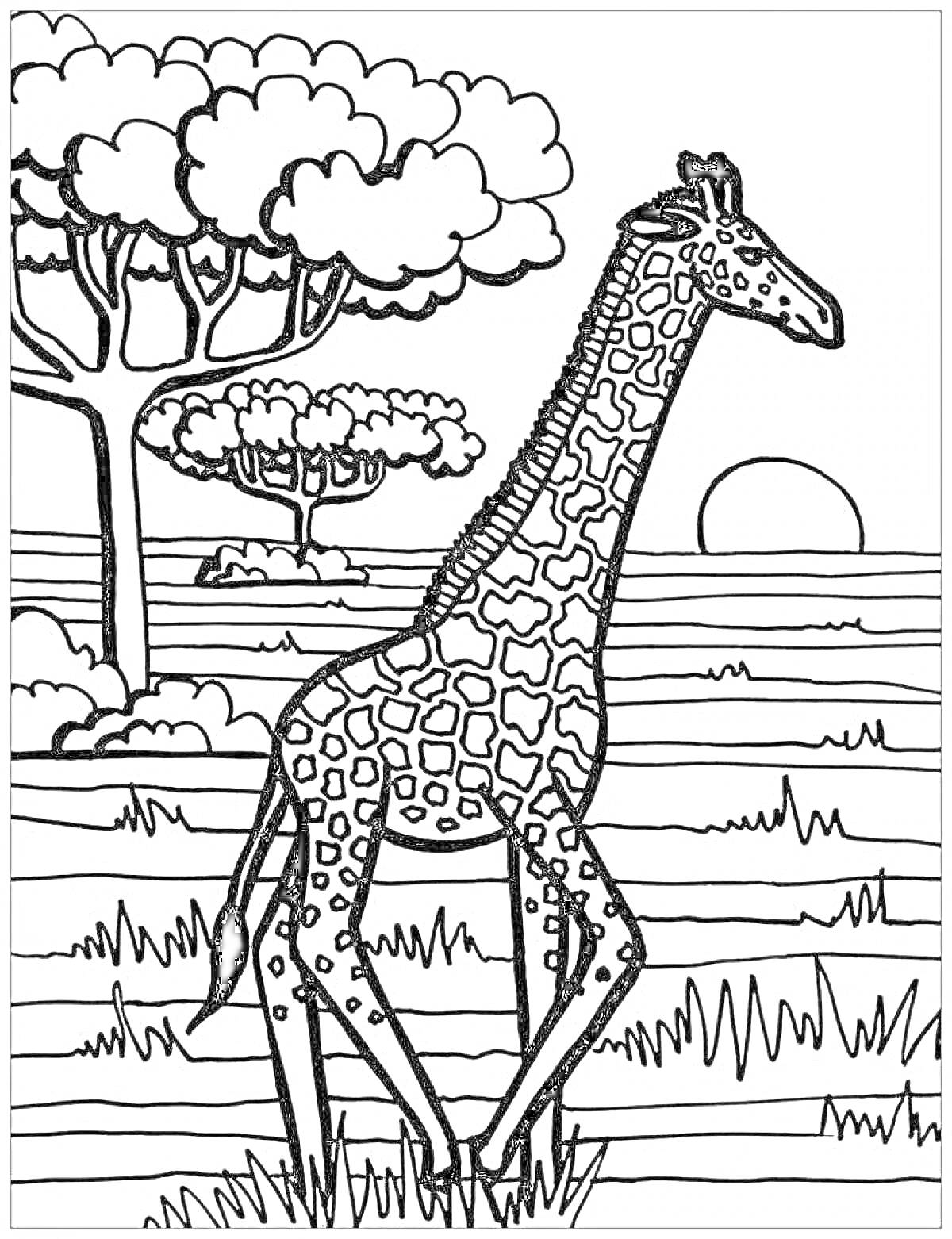 Раскраска Жираф на саванне с деревьями, травой и закатом