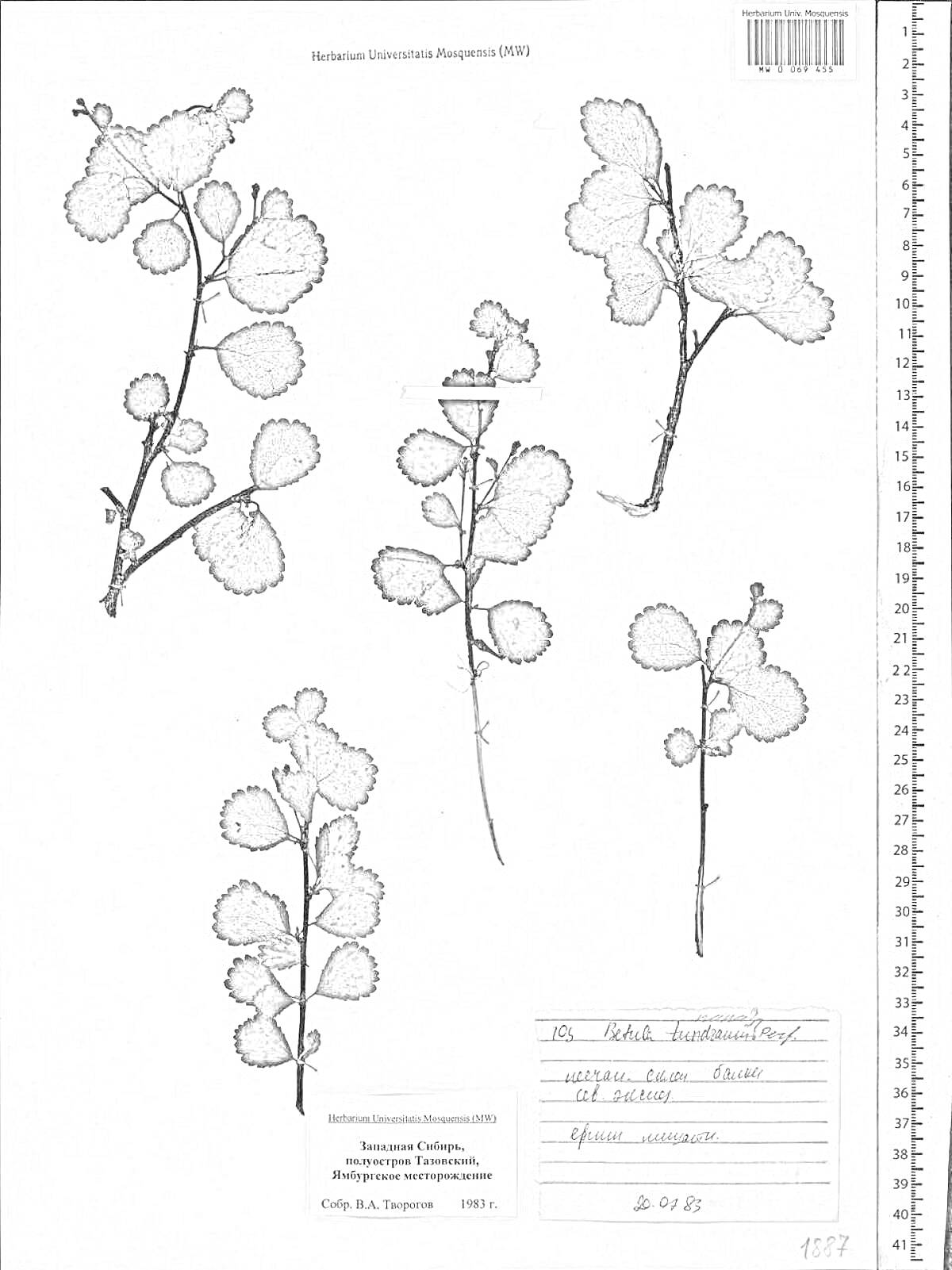 Раскраска Гербарий карликовой березы с четырьмя ветками, включающий этикетку с указанием места сбора растений и сопроводительными данными, линейку и штрих-код