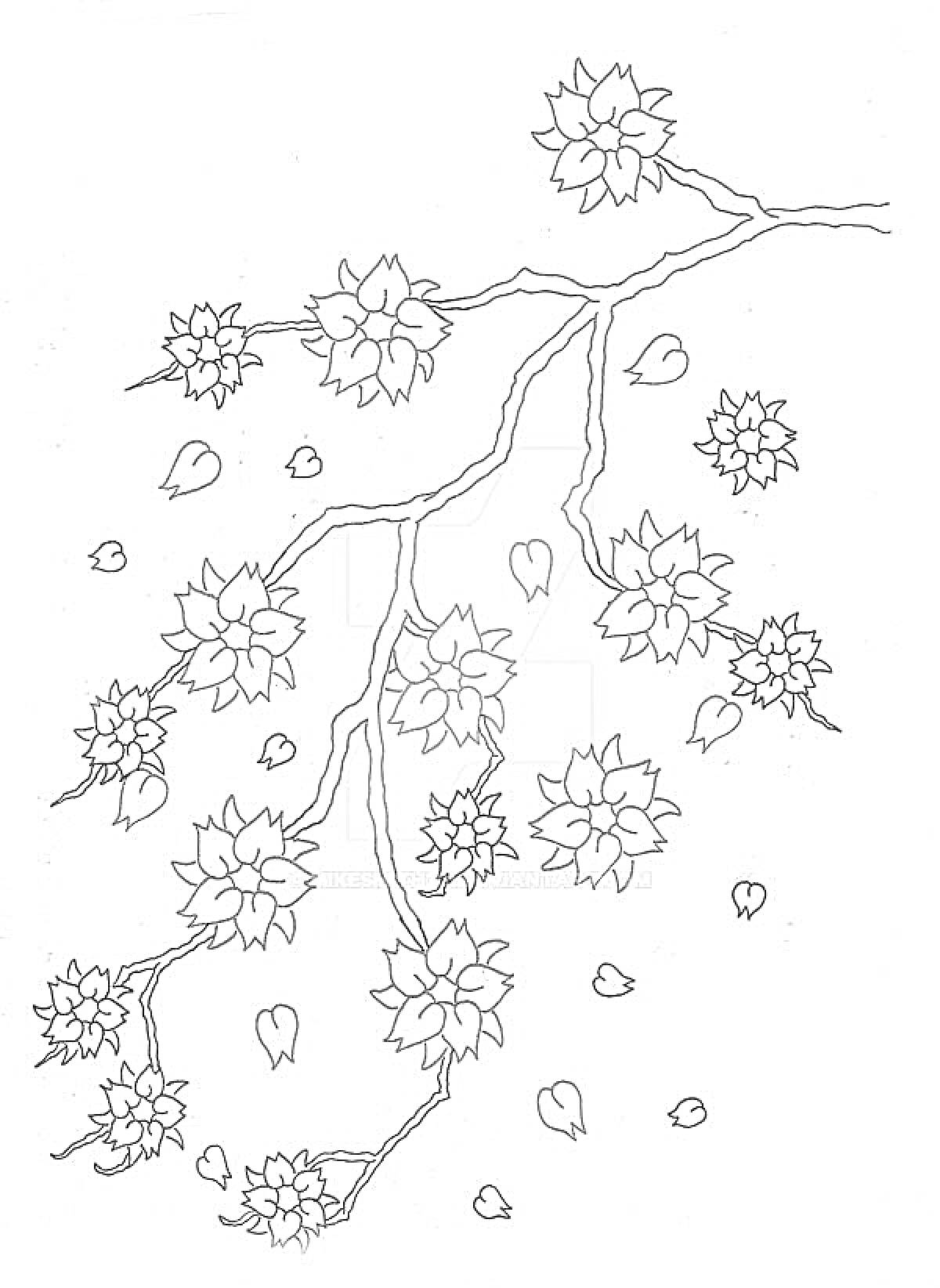 На раскраске изображено: Сакура, Цветы, Лепестки, Ветка