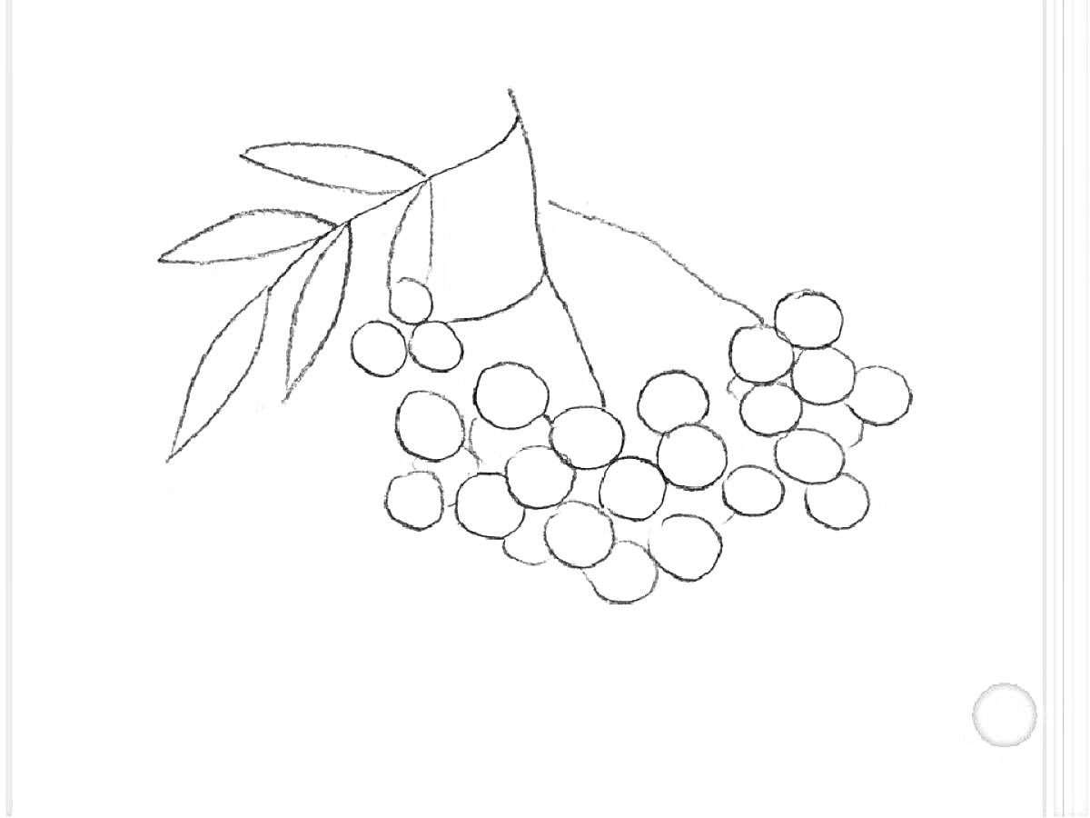 Раскраска Ветвь рябины с ягодами и листьями