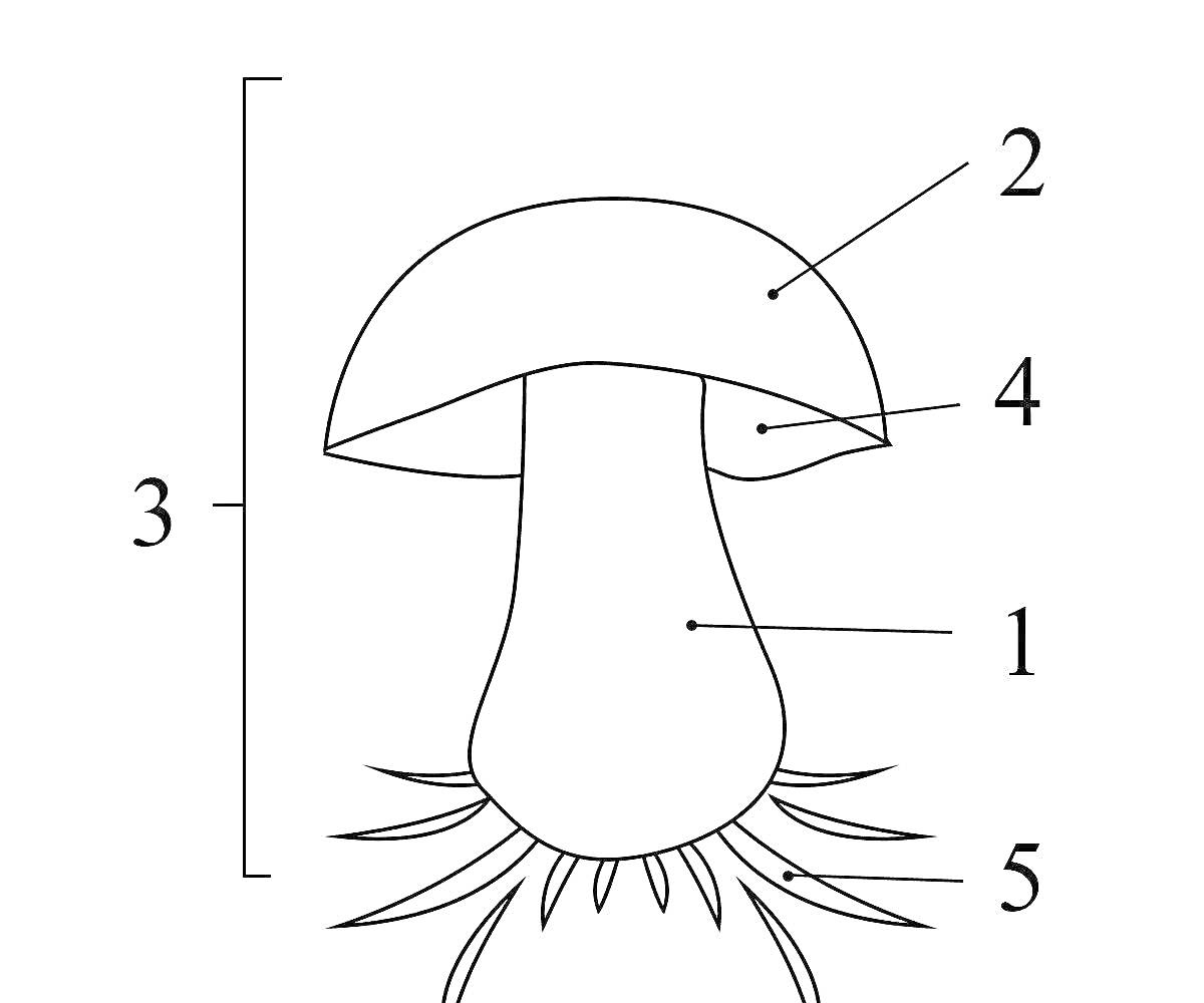 На раскраске изображено: Строение гриба