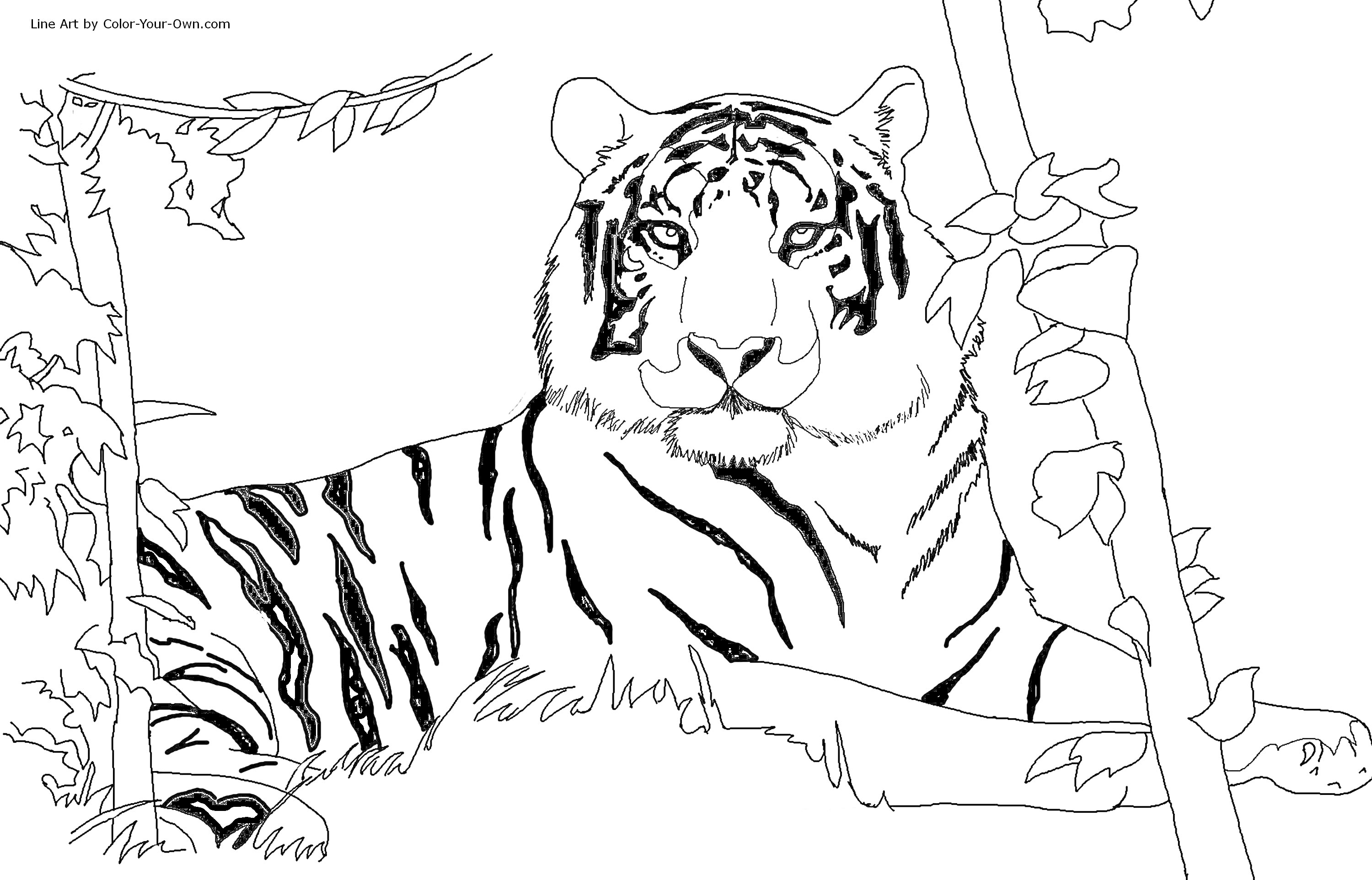 На раскраске изображено: Тигр, Лес, Природа, Деревья, Трава, Окраска, Шерхан, Дикая природа