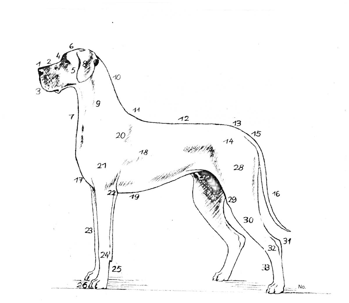 Раскраска немецкий дог с нумерацией частей тела