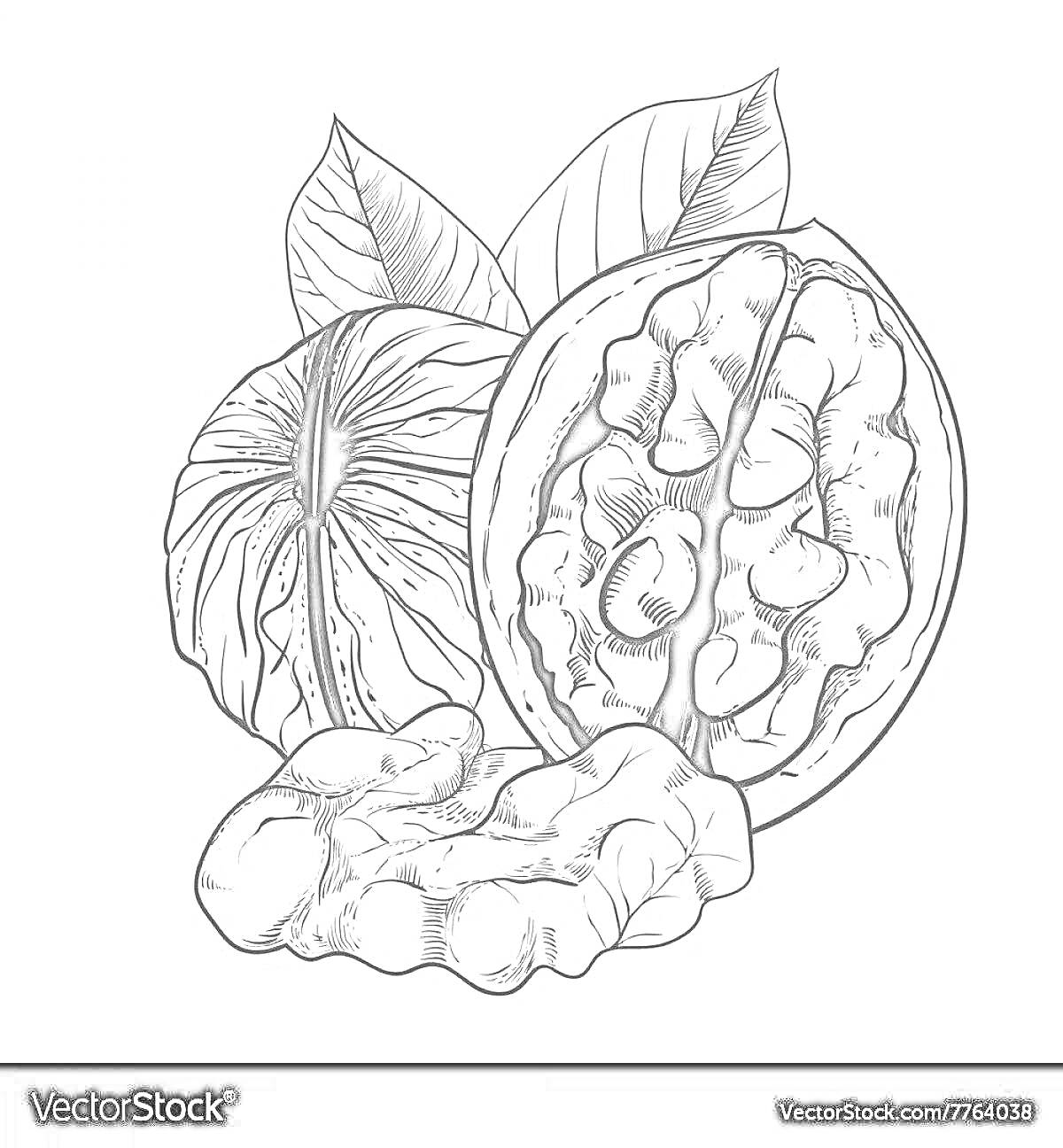 Раскраска Грецкий орех с листьями и ядрами