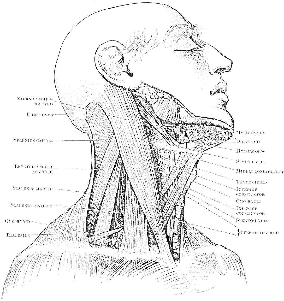 Раскраска Анатомическая иллюстрация мышц шеи и головы с подписями частей