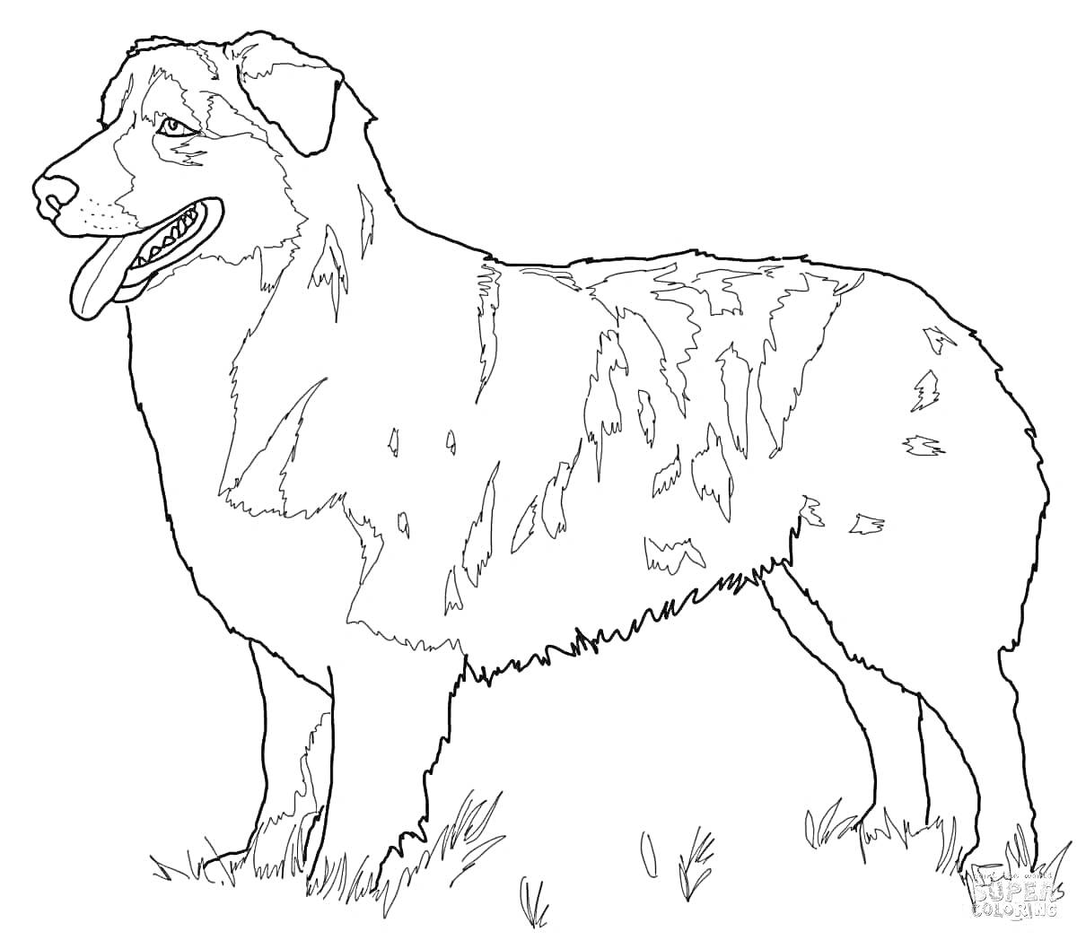 На раскраске изображено: Трава, Язык, Окраска, Собака