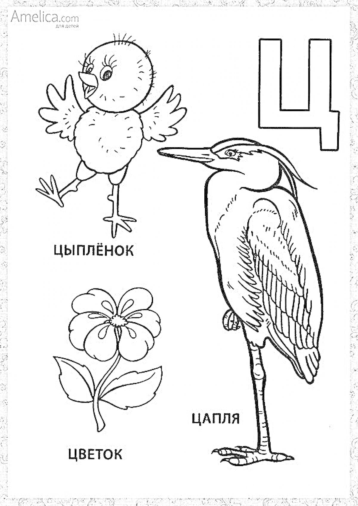 На раскраске изображено: Буква Ц, Цапля, Кириллица