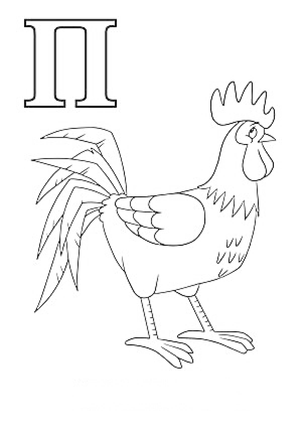 На раскраске изображено: Буква П, Петух, Буквы, Алфавит, Животные, Курицы