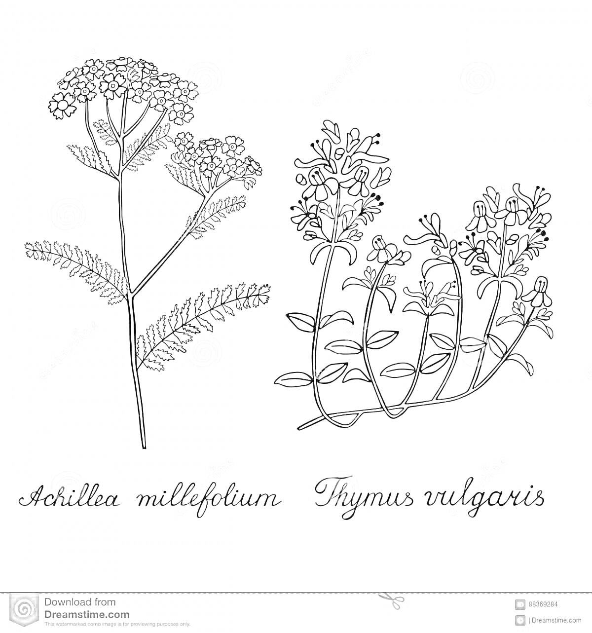 Раскраска Тысячелистник и тимьян обыкновенный (Achillea millefolium и Thymus vulgaris) - контурные рисунки