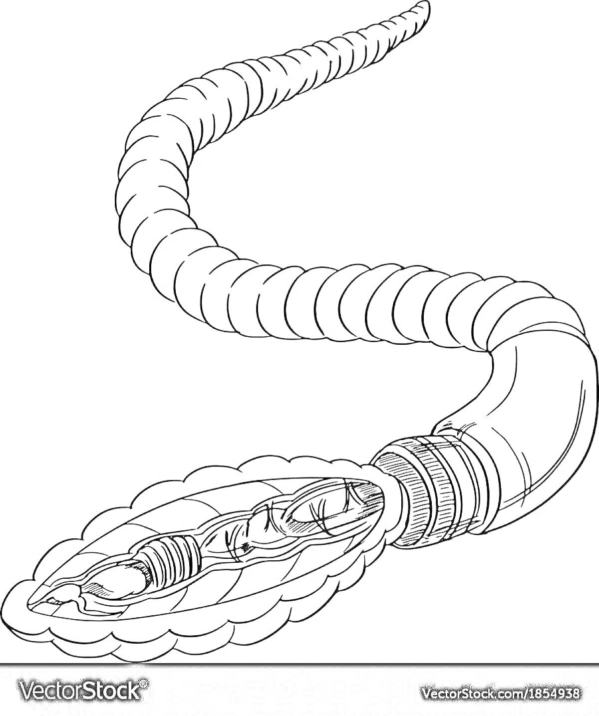 Раскраска Червь с длинным сегментированным телом и раскрытой пастью
