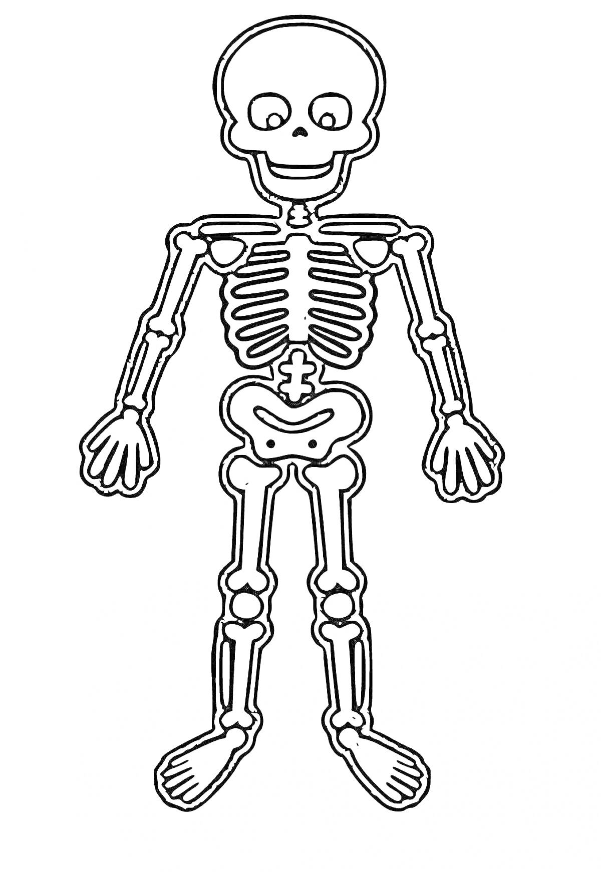 Раскраска Скелет человека с черепом, позвоночником, рёбрами, костями рук и ног