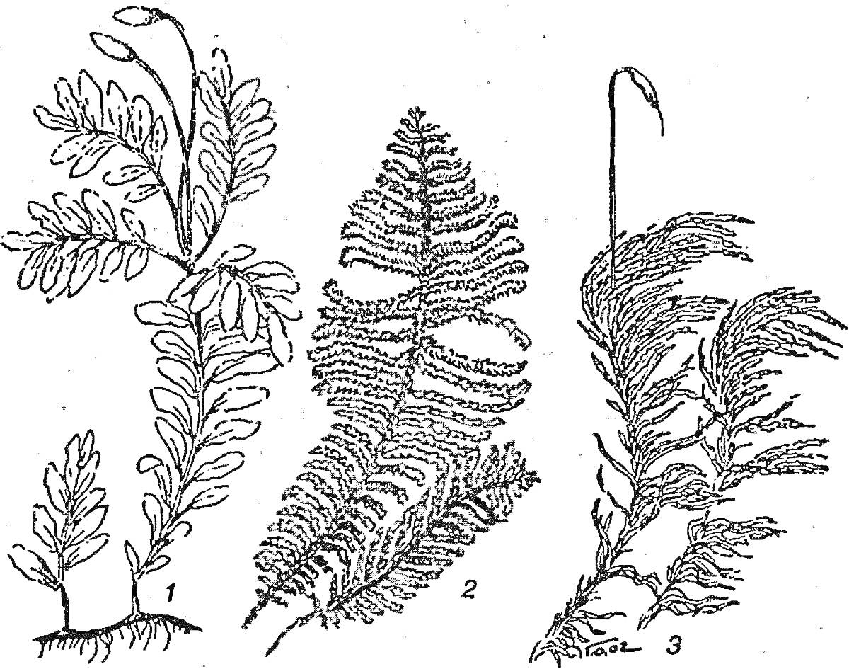 На раскраске изображено: Растения, Природа, Папоротник, Листья, Ботаника