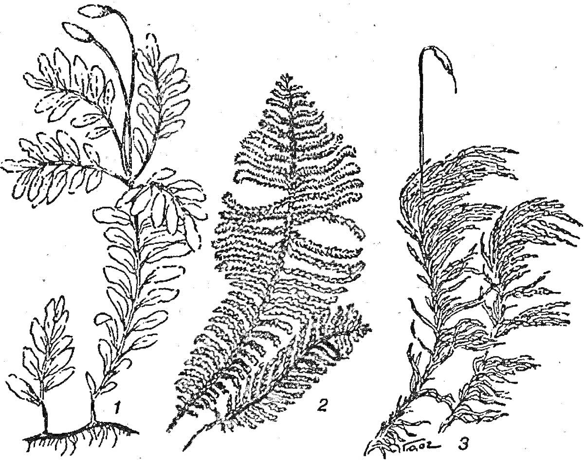 Раскраска Ветвистые мхи и папоротники: три вида растений