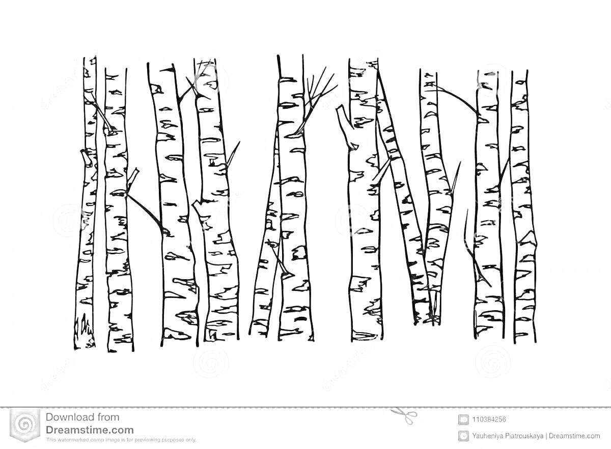 Раскраска Березовая роща с семью деревьями