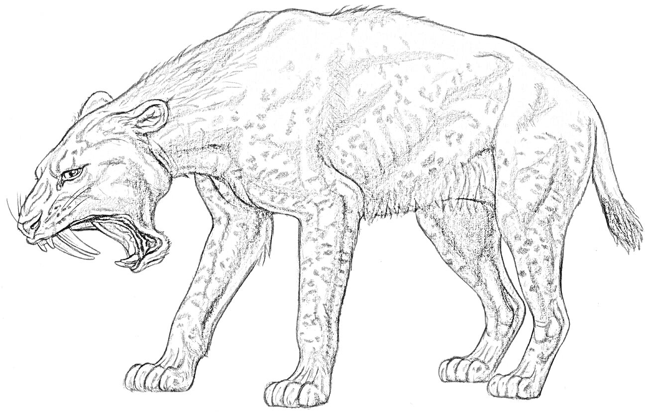 Раскраска Смилодон, стоящий на четырех лапах с раскрытой пастью и длинными клыками
