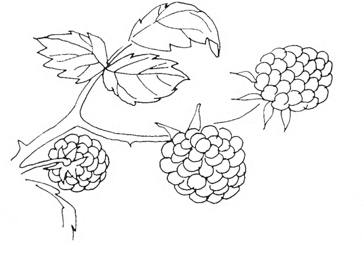 На раскраске изображено: Малина, Ягоды, Листья, Для детей, Ветка, Природа, Плоды