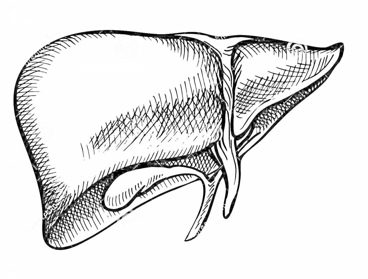 Контурами печени