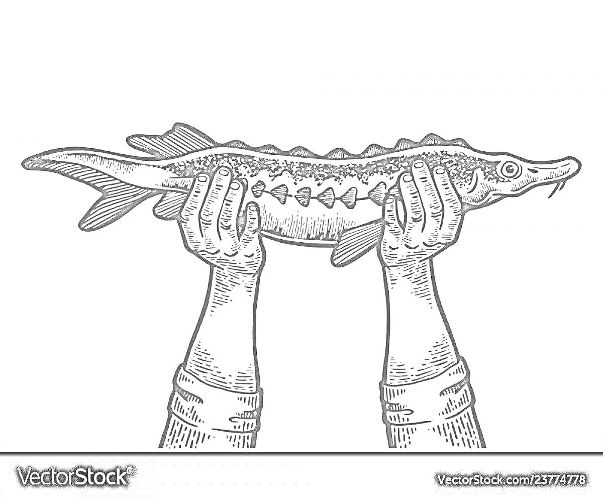 Раскраска Руки, держащие стерлядь