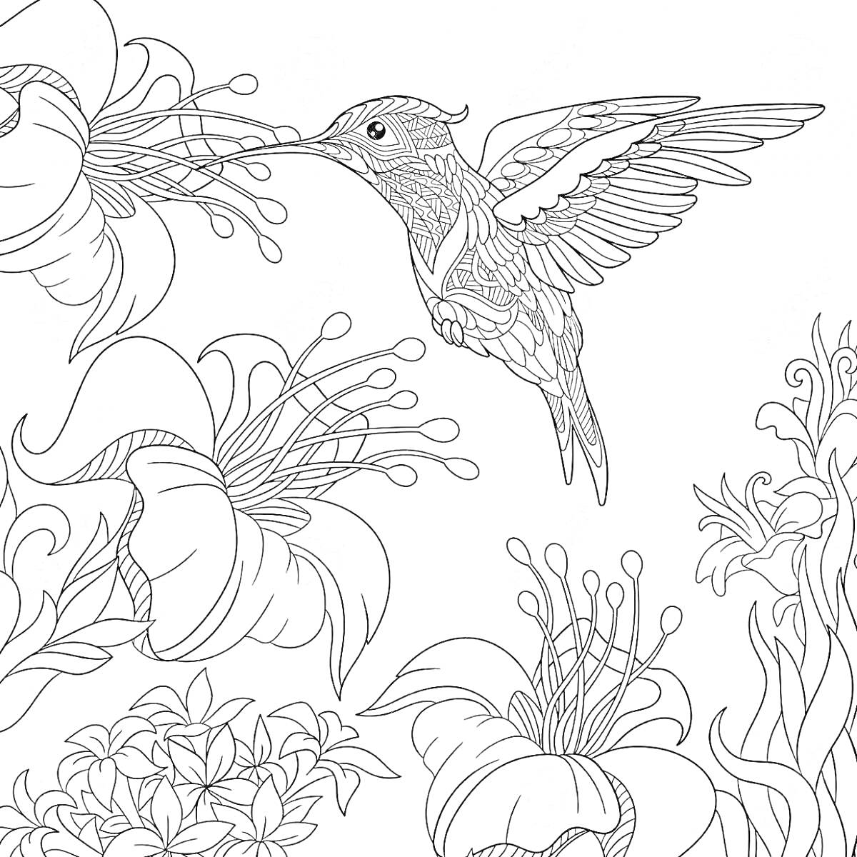 На раскраске изображено: Колибри, Цветы, Птица, Узоры, Крылья, Природа