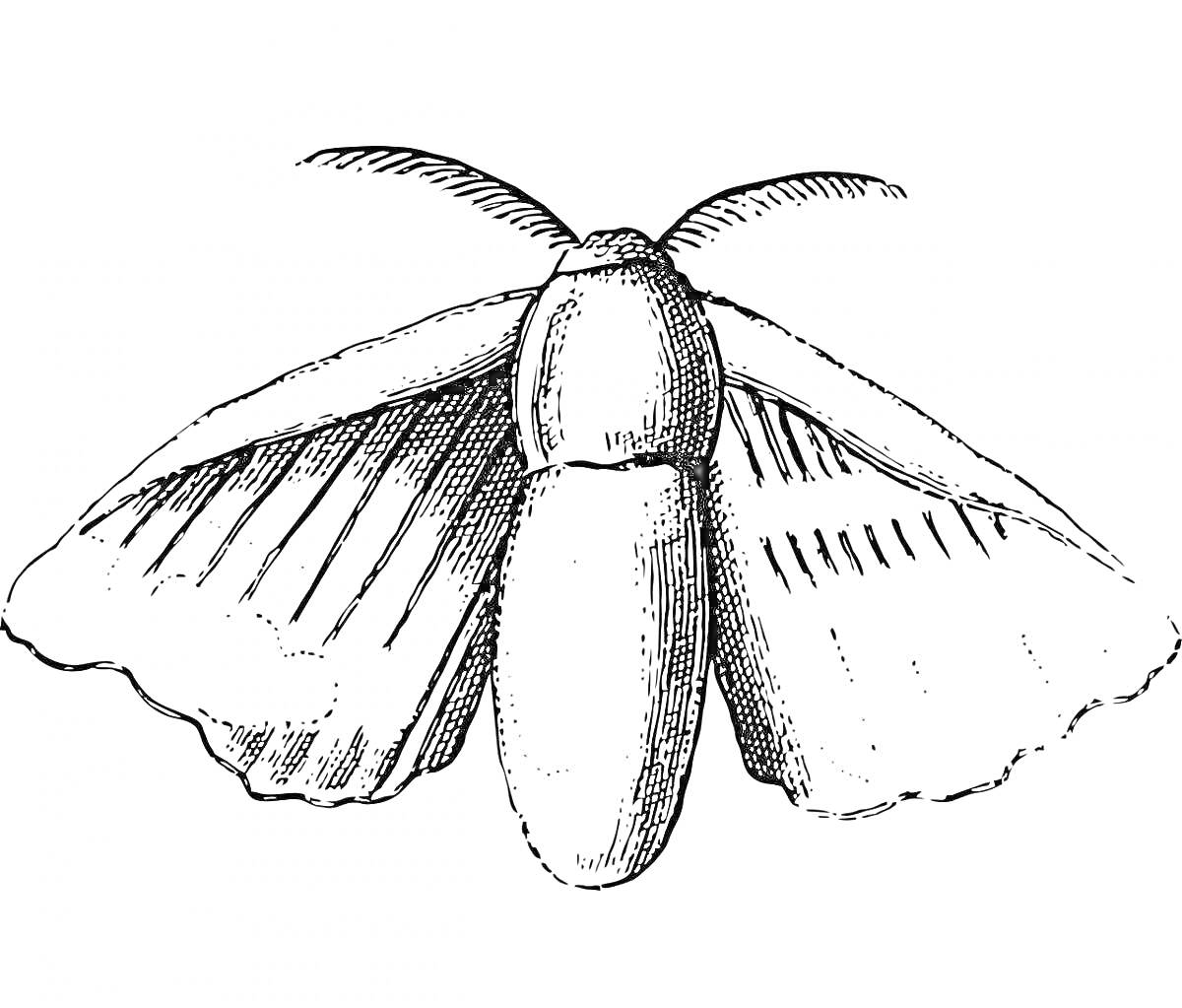Моль с расправленными крыльями