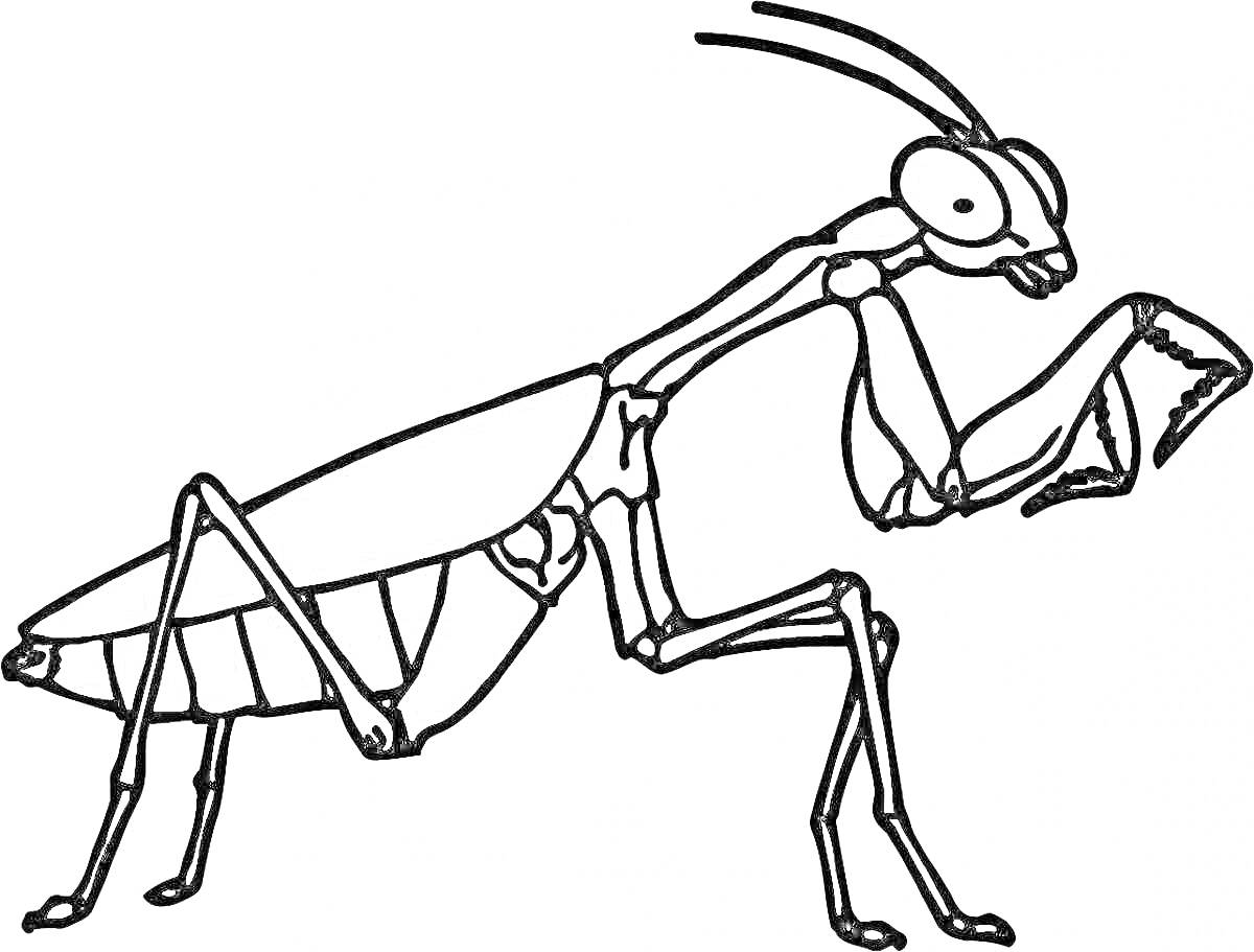 Раскраска Богомол с антеннами и сгибающимися передними лапами