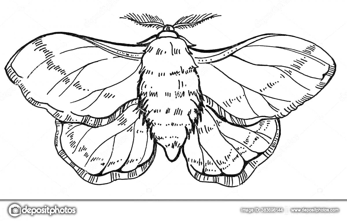 На раскраске изображено: Тутовый шелкопряд, Мотылек, Насекомое, Крылья, Антенны, Иллюстрация