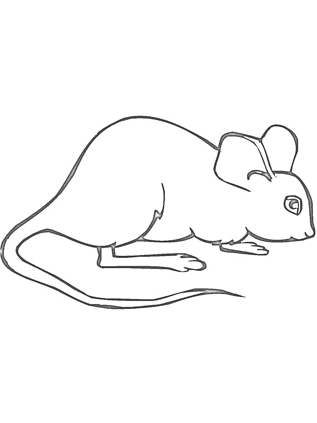 На раскраске изображено: Мышь, Животные, Для детей, Грызуны, Контурные рисунки