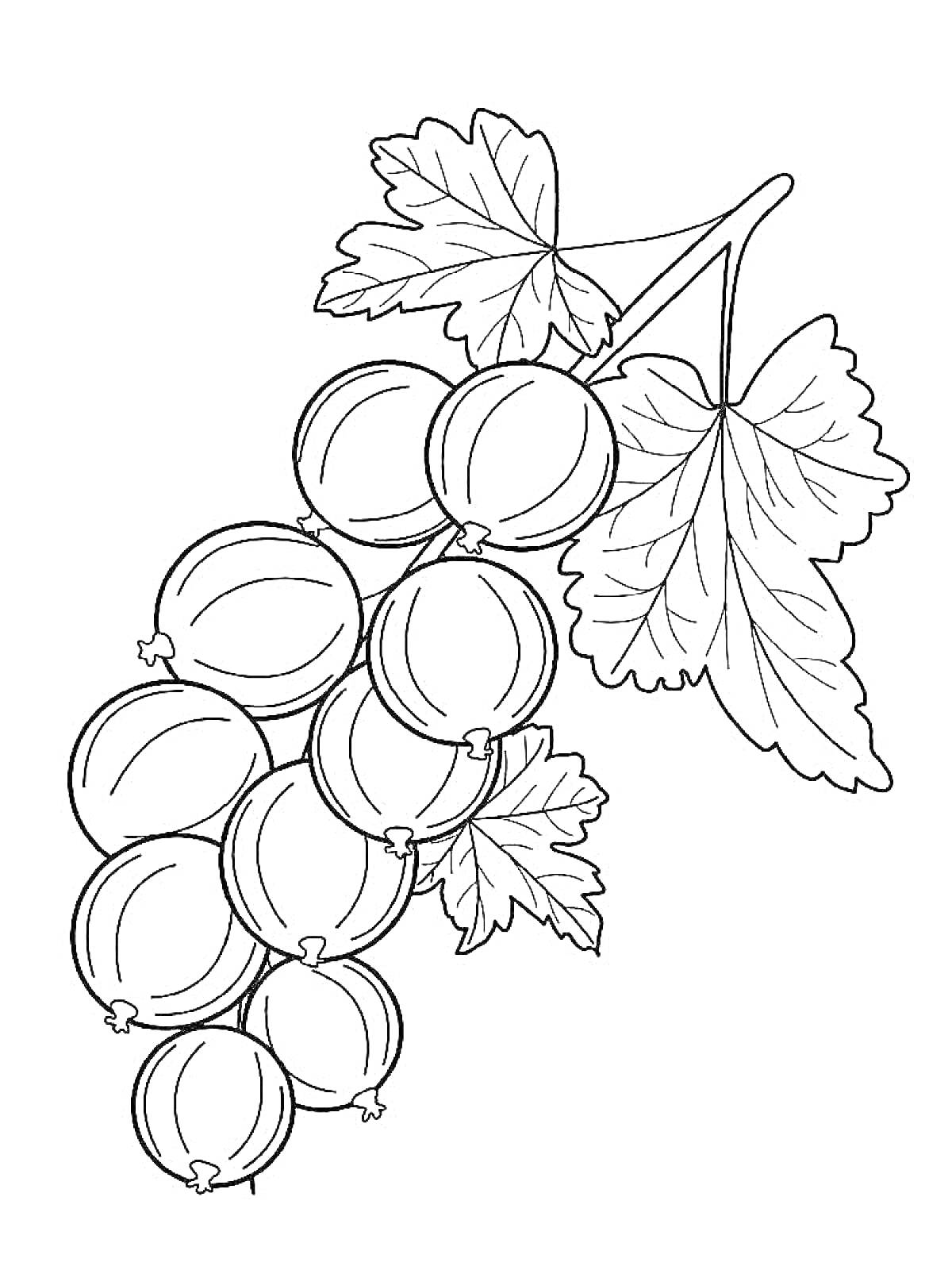 Раскраска Ветка с плодами крыжовника и листьями