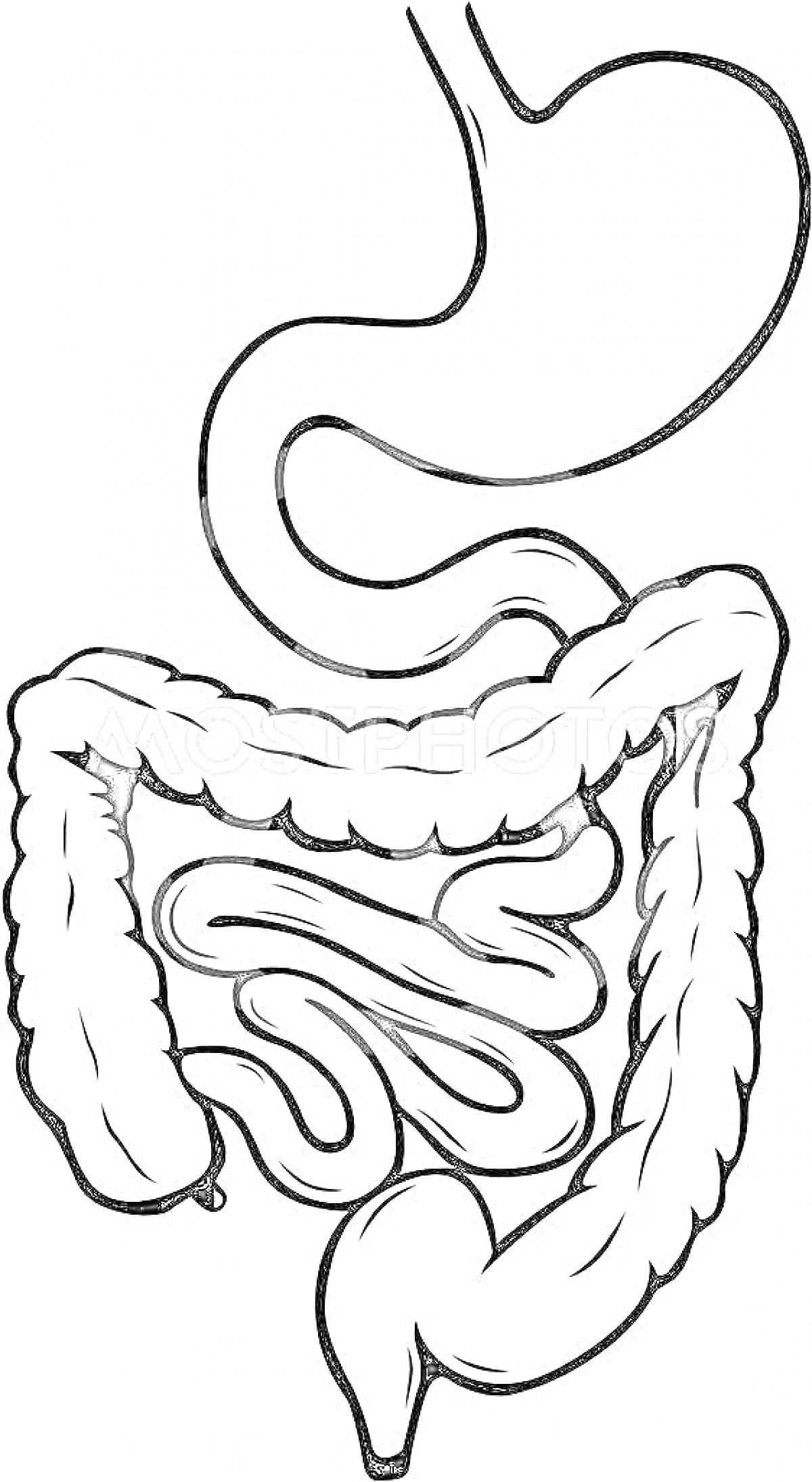 Раскраска Пищеварительная система с желудком, тонким кишечником и толстым кишечником