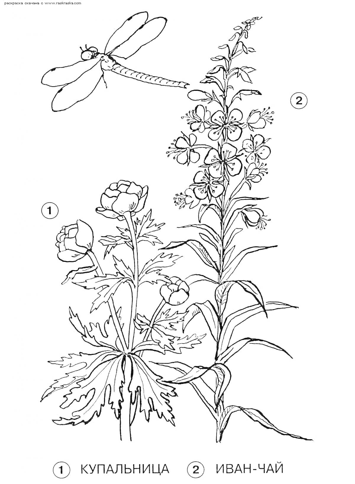 На раскраске изображено: Лекарственные растения, Флора, Природа, Цветы