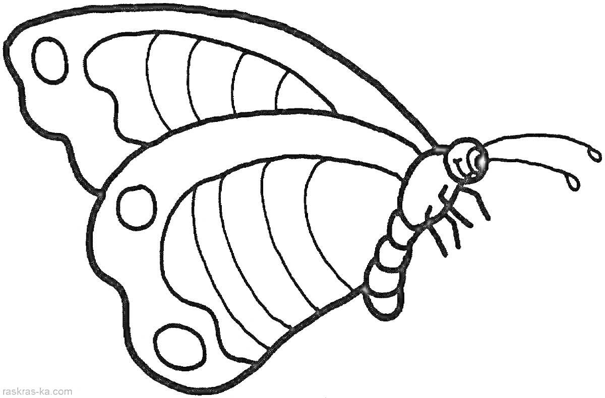 Раскраска бабочка с деталями крыльев и усиками