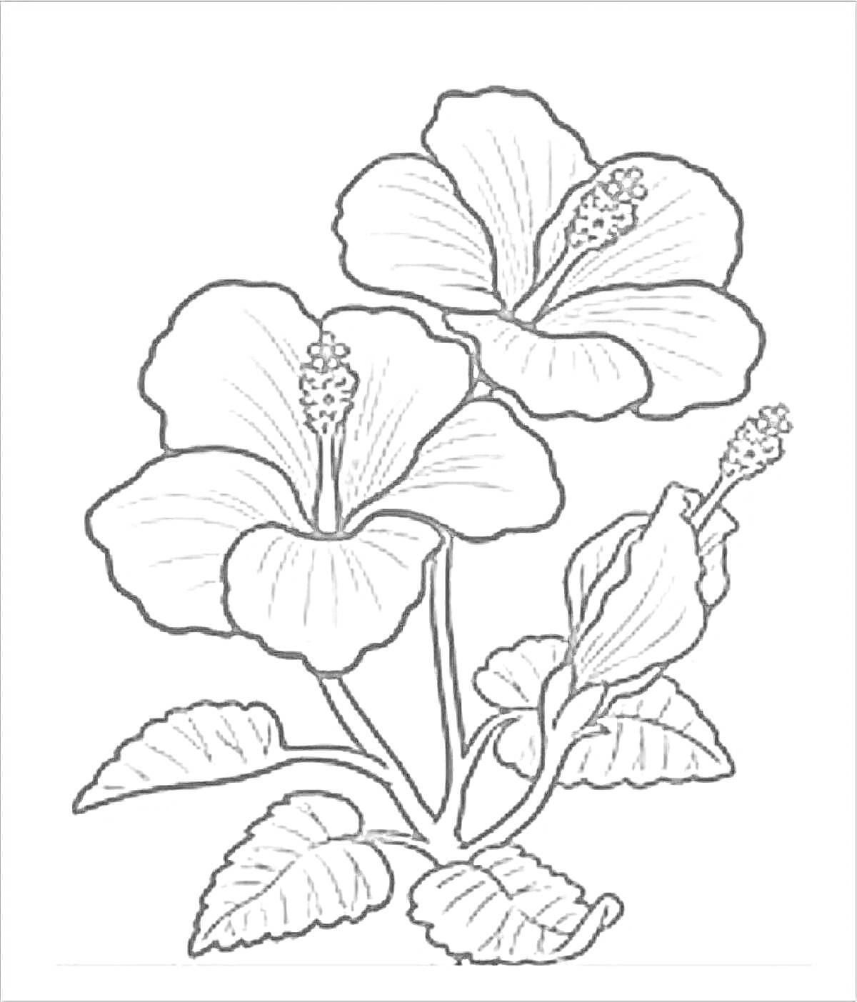 На раскраске изображено: Цветы, Ботаника, Природа, Бутон, Листья, Искусство