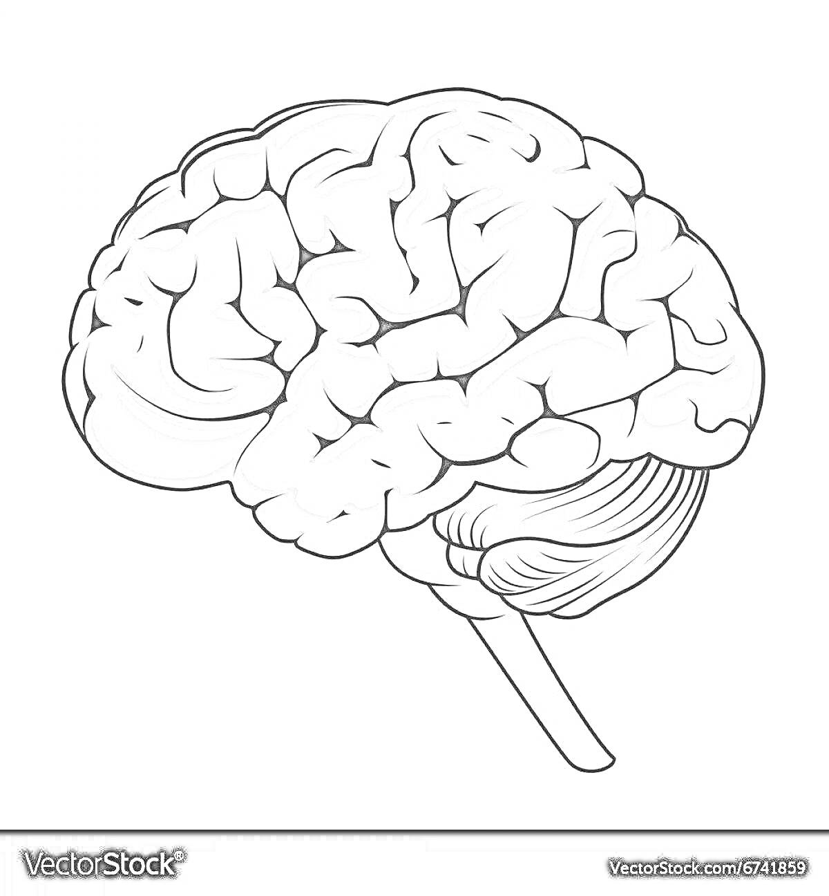 На раскраске изображено: Мозг, Головной мозг, Кора, Мозжечок