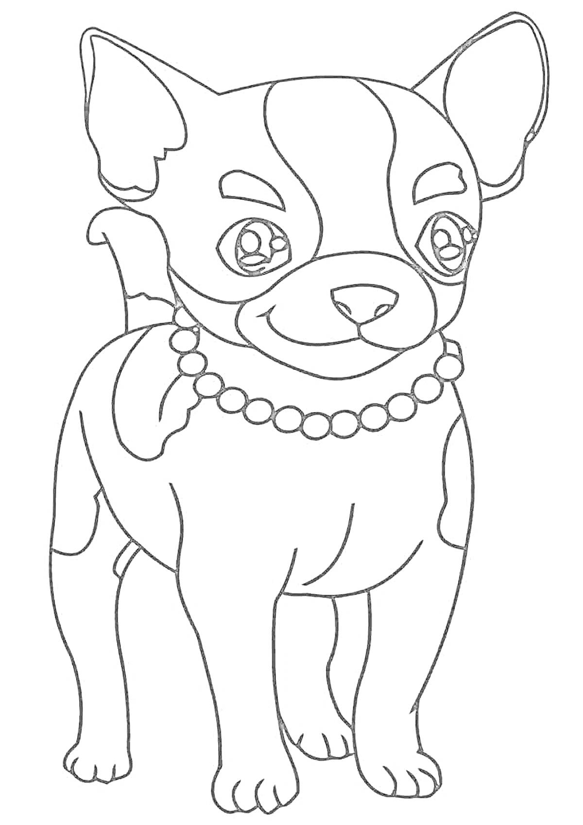 На раскраске изображено: Собака, Чихуахуа, Ожерелье