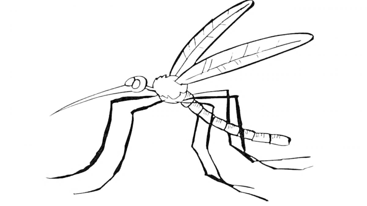 На раскраске изображено: Комар, Насекомое, Природа