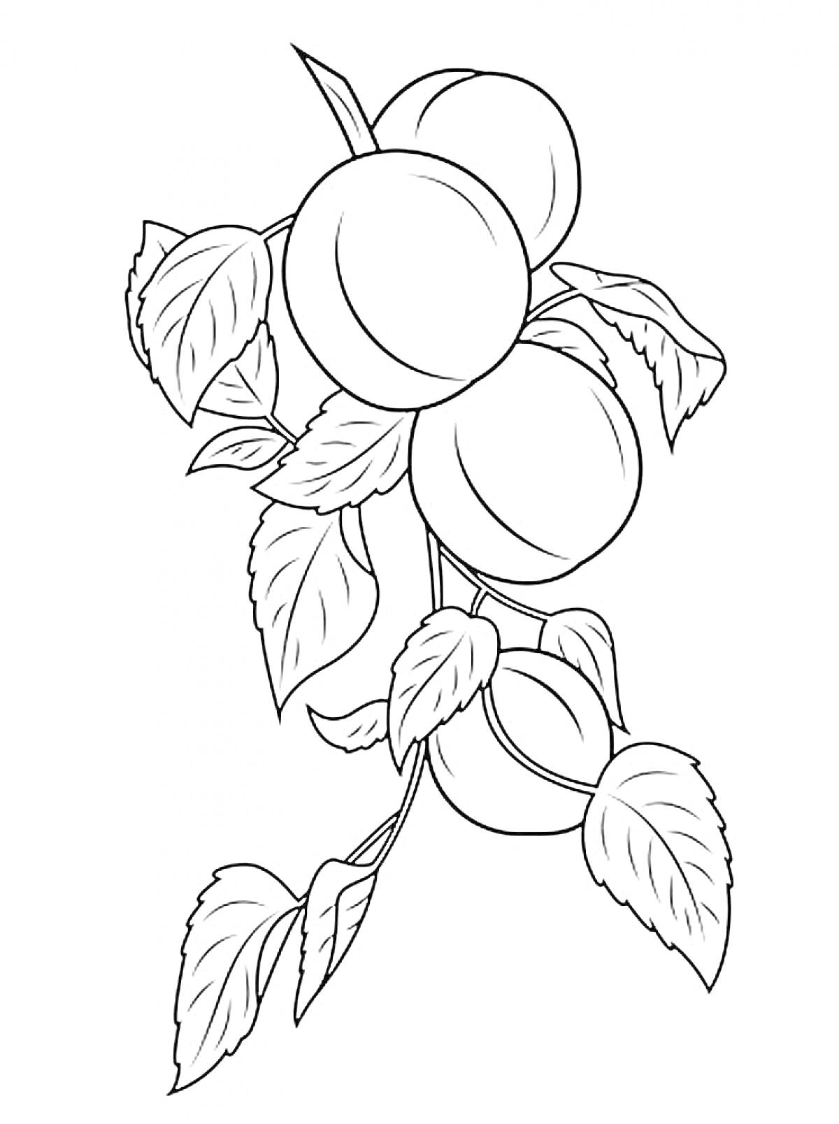 На раскраске изображено: Абрикос, Плоды, Листья, Ветка, Контурное изображение, Растения