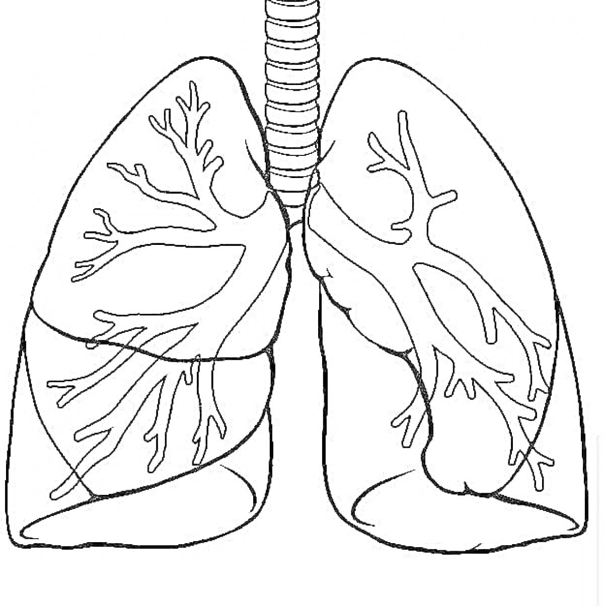 Раскраска Лёгкие человека с бронхами и трахеей