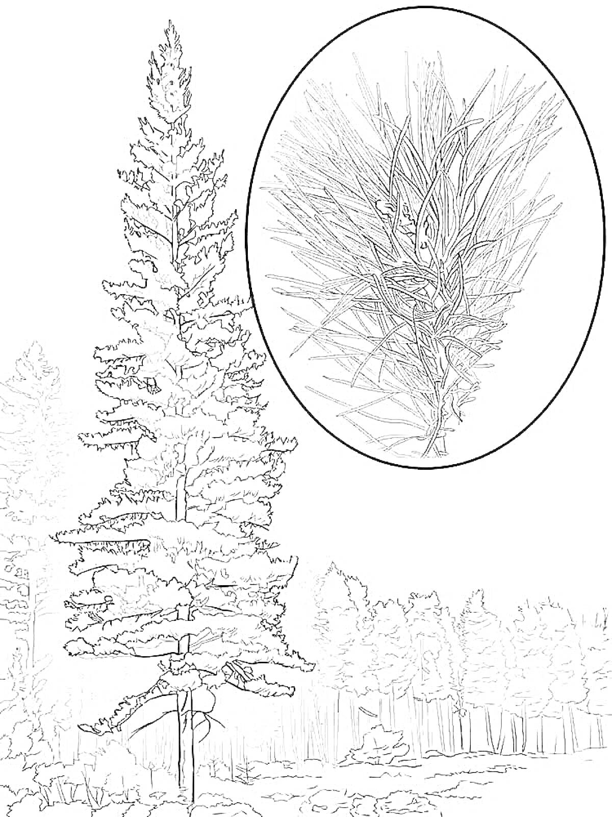 Раскраска Раскраска сосны с крупным планом ветви сосны, лесной пейзаж на заднем плане