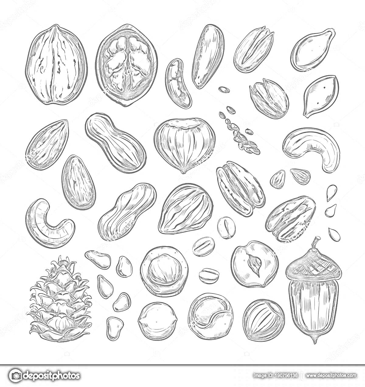 Раскраска Грецкий орех, арахис, миндаль, фисташки, орехи кешью, ежевика, кедровые орехи, орехи макадамия, орехи лещины, желудь