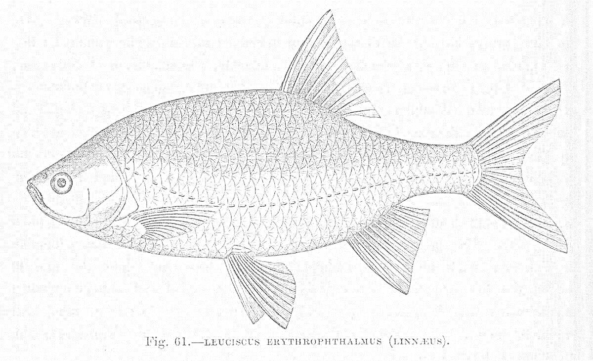 Раскраска Простая раскраска рыбы лещ