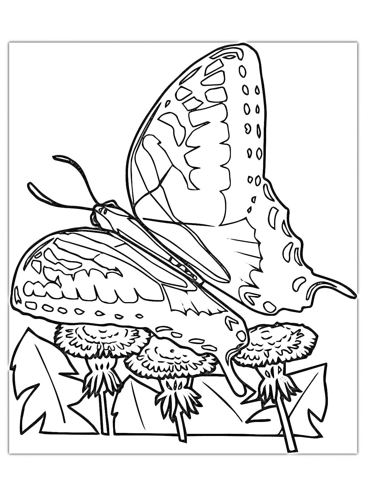 Раскраска Бабочка на одуванчиках
