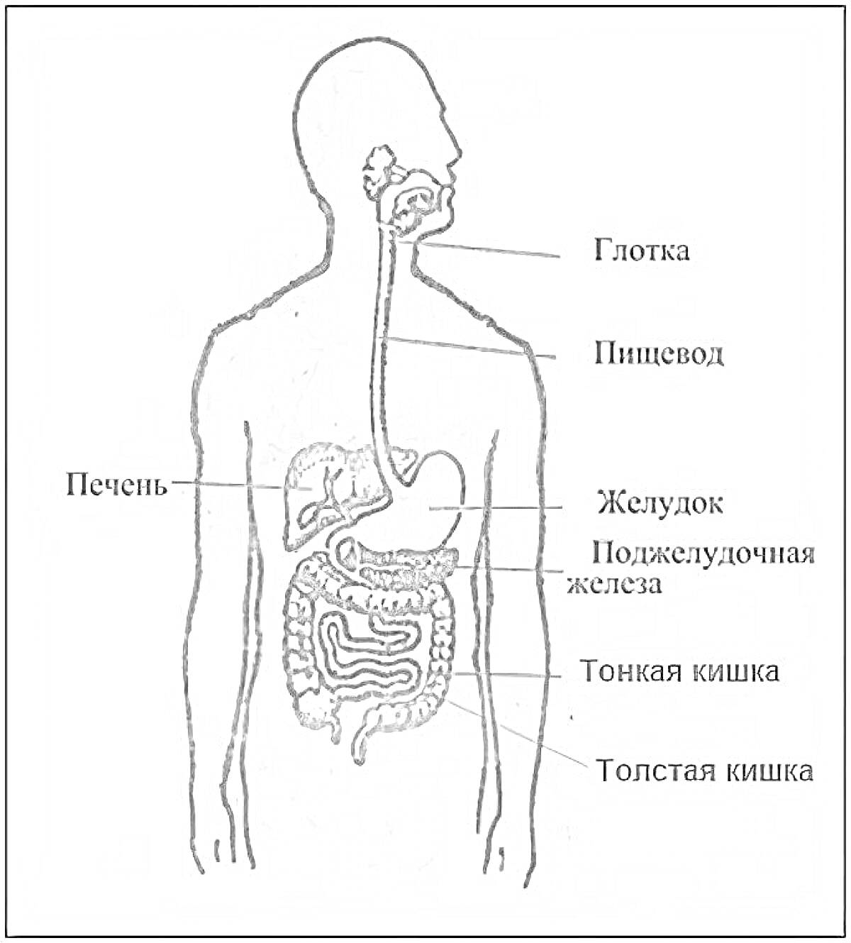 На раскраске изображено: Человек, Глотка, Пищевод, Печень, Желудок, Поджелудочная железа, Тонкая кишка, Толстая кишка, Анатомия, Медицина