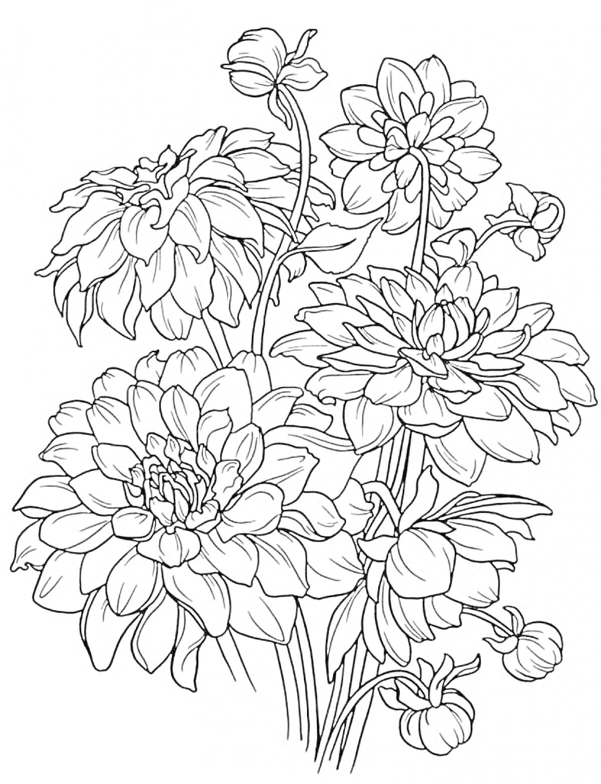 Раскраска Крупные цветы с бутонами и стеблями для раскраски