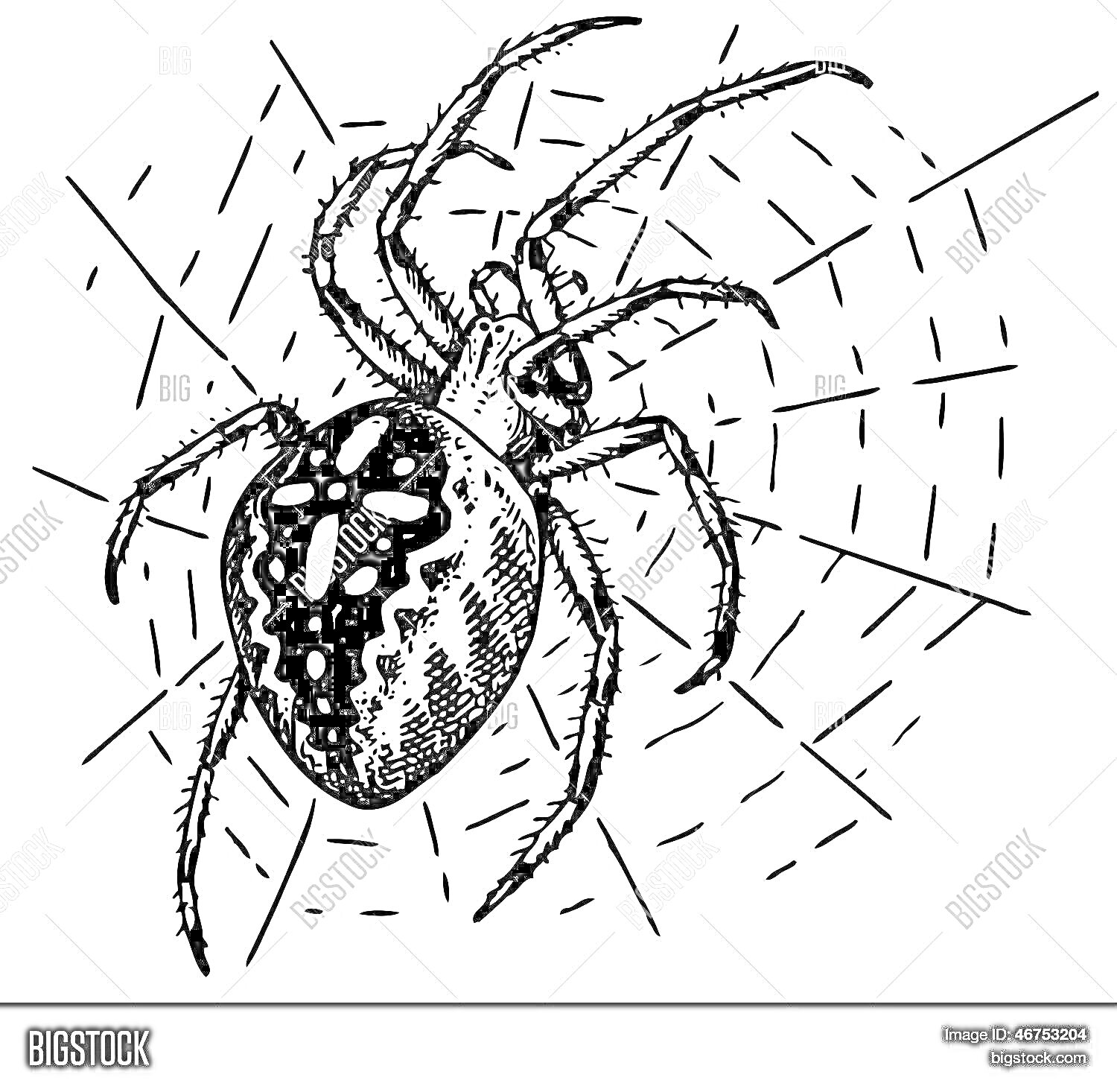 Раскраска Паук крестовик на паутине, крупный план